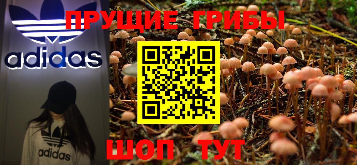 Галлюциногенные грибы Psilocybine cubensis Горно-Алтайск